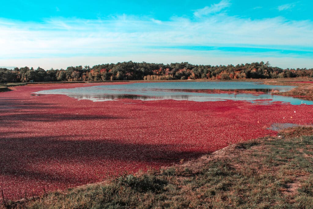 Visiting a Cranberry Bog in Massachusetts