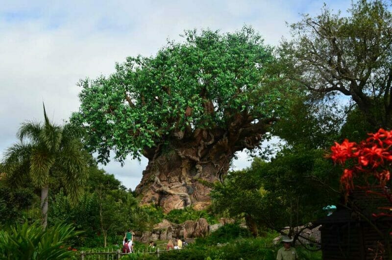 Animal Kingdom at Walt Disney World